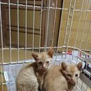 沖縄離島特集☆久高島の猫 茶ちび生後１ヶ月男の子👦女の子👧9月1...