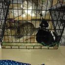 野良猫3匹保護しています