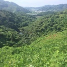 10年以上放置されて約5町の谷があります。パーマカルチャーを一緒...