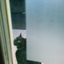 迷い猫の情報です。