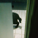 迷い猫の情報です。 - 千葉市