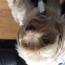 とても賢いトイプードルとシーズーのミックスオス犬