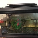 金魚と水槽まるごと - 八潮市