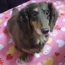 【里親募集】ミニチュアダックス　♀　チョコタン　12才　老犬