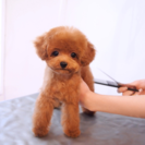 ☆トイプードの子犬を撮影してくれるカメラマンさん募集☆