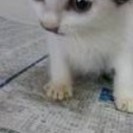 一か月の子猫のメスです。