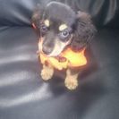 愛犬家、ワンちゃん好きな人(^-^)