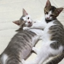 ★仔猫２匹の里親さん募集中★横浜市神奈川区