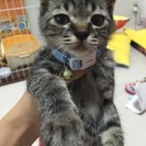 アレルギーの為