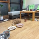 茶色の子猫もらってください
