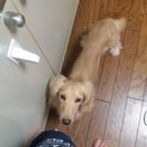 大切に飼って頂ける里親さんが決まりました。