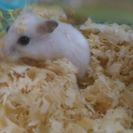 生後1ヶ月ジャンガリアンパールメス