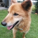 優しい迷い犬