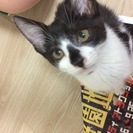 ゴロスリ2ヶ月くらいの甘えん坊な女の子 − 埼玉県