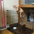 里親きまりました。。
