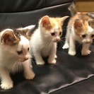 生後１か月　４時間以上の留守番は不可 - あま市