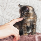 ８月６日生まれ　人慣れして可愛い子猫　里親募集