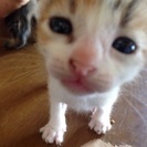 子猫から成猫の里親さん募集中