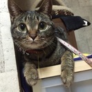 大切に育ててくださるかた - 猫