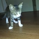 メスの子猫里親募集です - 神栖市