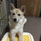 本当にお願いします！ - 犬