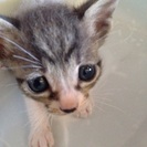 子猫ちゃん里親探しております。
