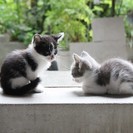 子猫の里親をさがしています
