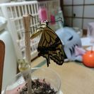 みかんの葉をください。