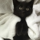 かわいさ抜群！チビチビ4兄妹、マック君♪ - 猫