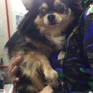 無事に里親様が決まりました。ありがとうございました。