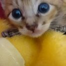 保護猫です。    生後2週間くらい？