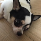 只今、8歳のオスです。この場をお借りして！ - 吹田市