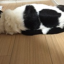 只今、8歳のオスです。この場をお借りして！ - 犬