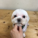 マルチーズ５歳オスの里親募集【代理掲載です】～里親様が決まりました～