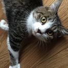 撫でられるのが大好きな雄6カ月
