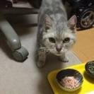 迷い猫を保護してます
