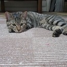 生後６ケ月ぐらい　キジトラ − 宮城県