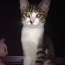 子猫の里親さん募集です。