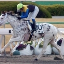 競馬仲間募集