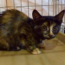 【人気急上昇】とっても可愛いサビ猫ちゃん姉妹♪【慣れてます】