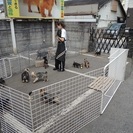 仔犬の世話　犬小屋の清掃　犬のシャンプー　　の画像