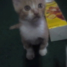 子猫が産まれました。里親さん、募集します！
