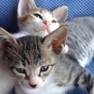 もうすぐ生後2ヶ月になる子猫ちゃん