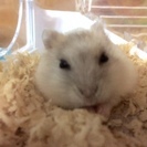 僕はハムスターですが・・・　ペットについて情報交換しませんか～？