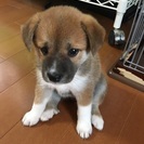 生後38日柴犬ミックス女の子★家族の一員として迎えて下さる里親様