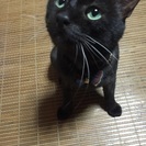 猫エイズキャリアの甘えん坊な男の子