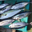 海釣り仲間募集中。楽しく美味しい魚を釣りに行きませんか、男女年齢...