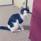 急募里親募集！