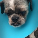 迷子犬保護しました！！