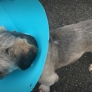 迷子犬保護しました！！ - 豊明市